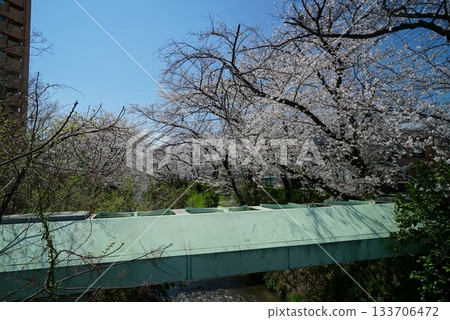 藍天櫻花漫步於五夕水外苑 藍天櫻花漫步於五夕水外苑 133706472