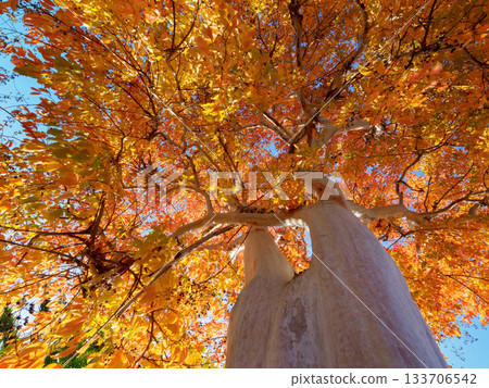 Golden Autumn Flowing into the Sky 133706542