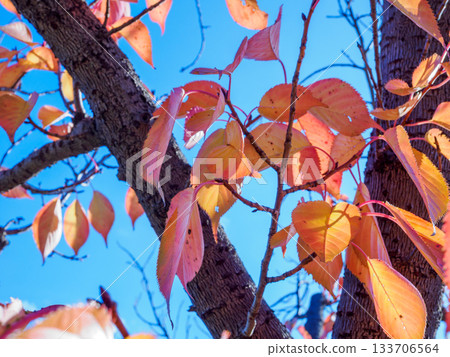 帶有時光痕跡的紅色秋葉 帶有時光痕跡的紅色秋葉 133706564