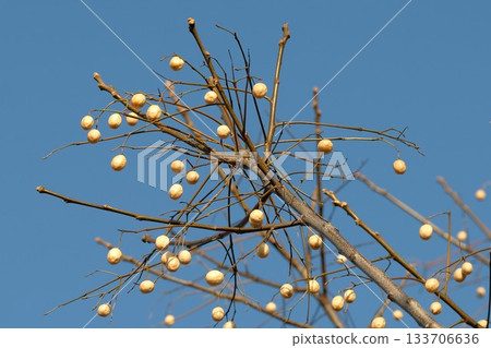 Sendan's fruit 133706636