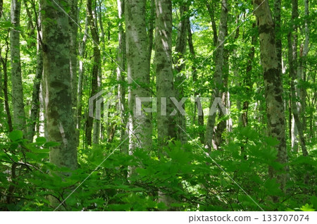 新鮮的綠色山毛櫸森林 新鮮的綠色山毛櫸森林 133707074