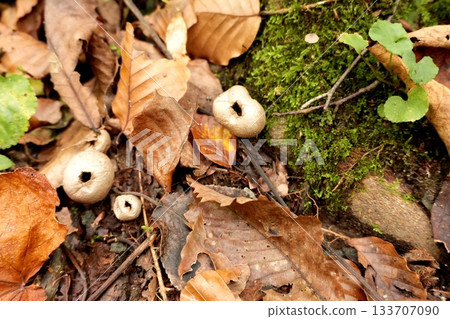 秋日景色:倒下的樹木上覆蓋著苔蘚,長滿了絨毛。 秋日景色:倒下的樹木上覆蓋著苔蘚,長滿了絨毛。 133707090