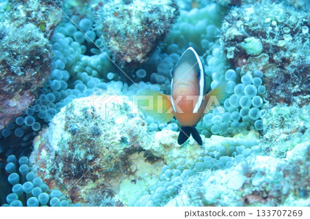 Diving in Rota 133707269