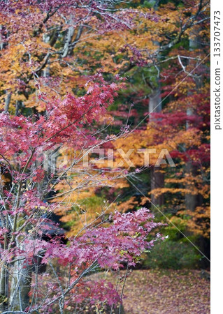 Maple leaves which turned red leaves Maple leaves which turned red leaves 133707473