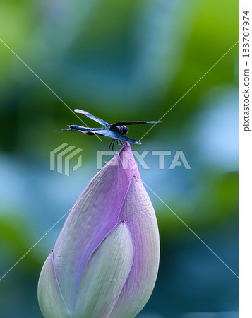 蜻蜓停在蓮花芽上 蜻蜓停在蓮花芽上 133707974