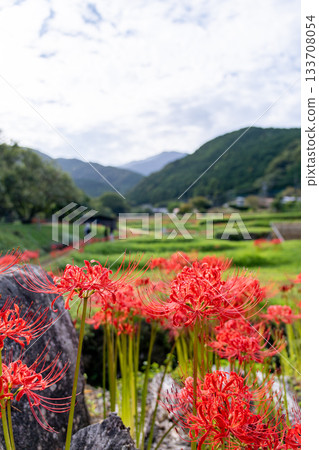 A cluster amaryllis blooming in satoyama A cluster amaryllis blooming in satoyama 133708054