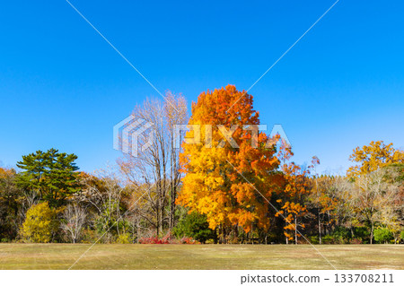 美麗的楓樹秋葉（愛知縣豐田市愛知綠化中心） 133708211