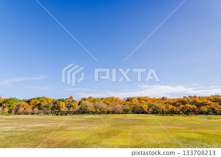 A grassy park surrounded by beautiful autumn leaves (Aichi Prefectural Greening Center, Toyota City, Aichi Prefecture) A grassy park surrounded by beautiful autumn leaves (Aichi Prefectural Greening Center, Toyota City, Aichi Prefecture) 133708213