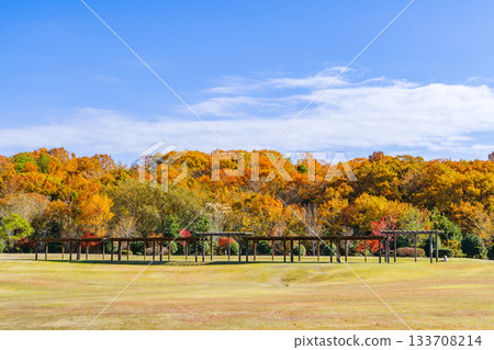 A grassy park with beautiful autumn leaves (Aichi Prefectural Greening Center, Toyota City, Aichi Prefecture) A grassy park with beautiful autumn leaves (Aichi Prefectural Greening Center, Toyota City, Aichi Prefecture) 133708214