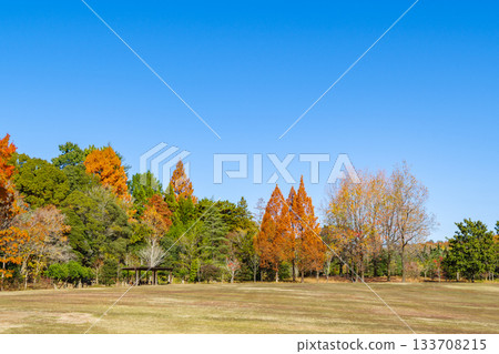 A grassy park with beautiful autumn leaves (Aichi Prefectural Greening Center, Toyota City, Aichi Prefecture) A grassy park with beautiful autumn leaves (Aichi Prefectural Greening Center, Toyota City, Aichi Prefecture) 133708215