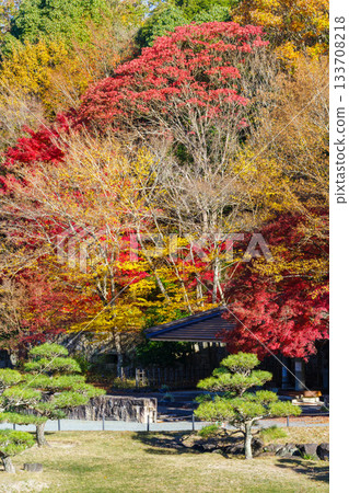 A beautiful garden with autumn leaves (Aichi Prefectural Greening Center, Toyota City, Aichi Prefecture) A beautiful garden with autumn leaves (Aichi Prefectural Greening Center, Toyota City, Aichi Prefecture) 133708218