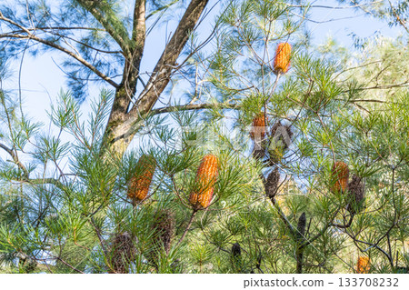 Banksia Spinulosa 花 (Banksia Spinulosa Sm.) 133708232