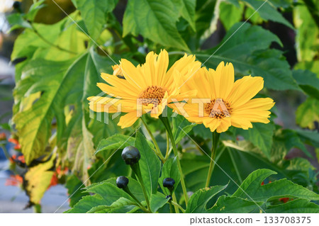 Nitobegiku Tree Marigold Nitobegiku Tree Marigold 133708375