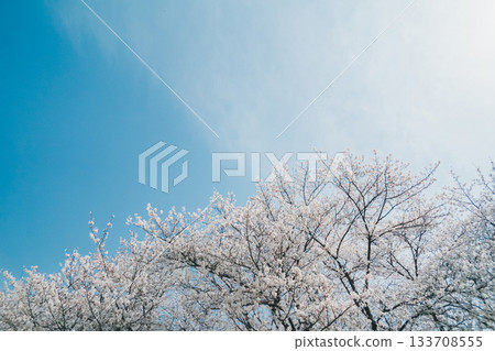 cherry blossom, cherry tree, bloom 133708555