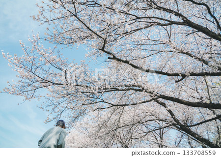 cherry blossom, cherry tree, senior 133708559