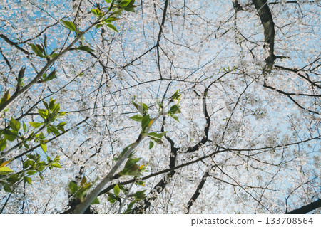 櫻花 櫻 賞櫻 133708564