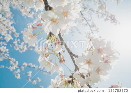櫻花 櫻 賞櫻 133708570