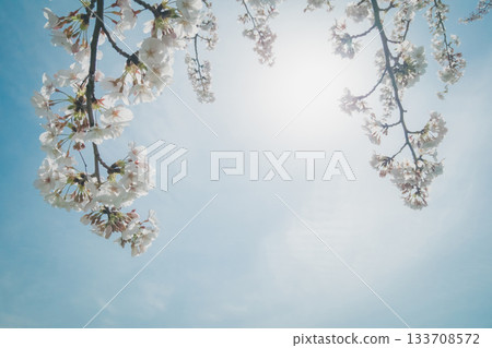 櫻花 櫻 賞櫻 133708572