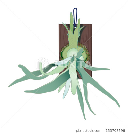 一棵用木板支撐的鹿角蕨(Vichii beachi)正面 一棵用木板支撐的鹿角蕨(Vichii beachi)正面 133708596