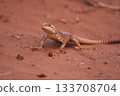 A Desert Lizard found on the expansive surface of Desert Sand 133708704