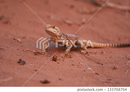 A Desert Lizard found on the expansive surface of Desert Sand 133708704