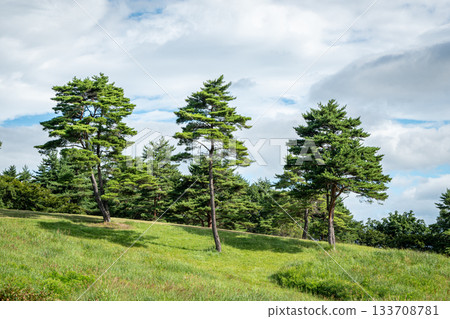 Pine trees and wide grasslands under the summer sky at Asama Ranch (Naganohara Town, Gunma Prefecture) Pine trees and wide grasslands under the summer sky at Asama Ranch (Naganohara Town, Gunma Prefecture) 133708781