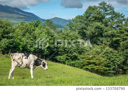 Cows grazing at Asama Ranch and Mount Asama in summer (Gunma Prefecture) 133708790