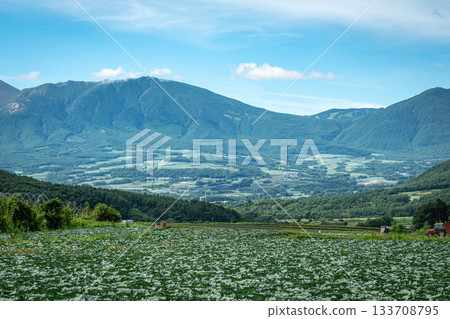 夏季從妻戀村的高麗菜田中眺望壯麗的山景（群馬縣） 133708795