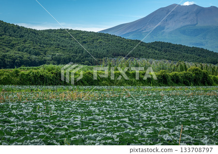 群馬縣妻戀村俯瞰淺間山的夏季捲心菜田景色 群馬縣妻戀村俯瞰淺間山的夏季捲心菜田景色 133708797