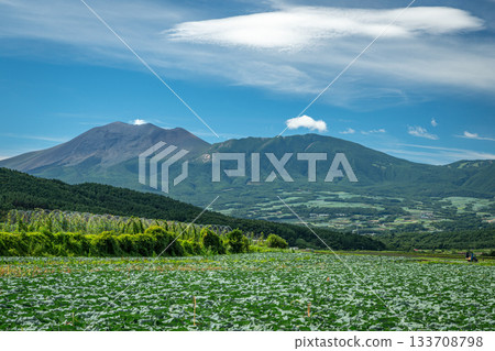 Summer scenery of the cabbage fields in Tsumagoi Village overlooking Mount Asama (Gunma Prefecture) 133708798