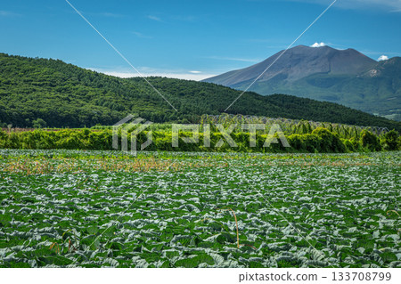 夏季的淺間山和廣闊的白菜田（群馬縣妻戀村） 133708799