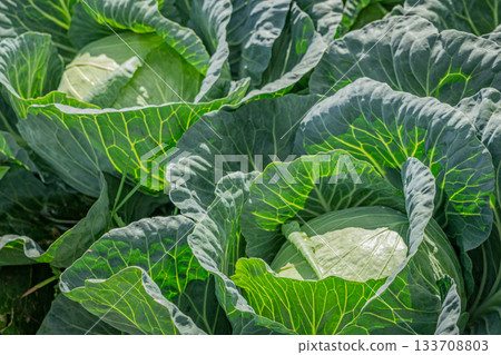 Fresh leaves and heads of summer cabbage growing on the plateau of Tsumagoi Village (Gunma Prefecture) Fresh leaves and heads of summer cabbage growing on the plateau of Tsumagoi Village (Gunma Prefecture) 133708803