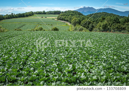 A summer highland landscape overlooking the vast cabbage fields of Tsumagoi Village and Mount Asama A summer highland landscape overlooking the vast cabbage fields of Tsumagoi Village and Mount Asama 133708809