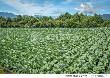The summer sky of Tsumagoi Village and the highland scenery with vast cabbage fields 133708813