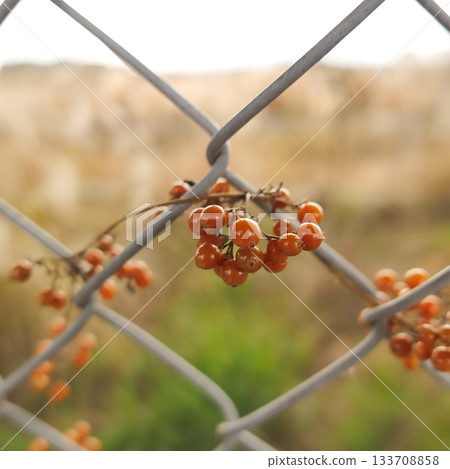 一張照片顯示，一株攀緣玫瑰的紅色漿果纏繞在籬笆上。 133708858