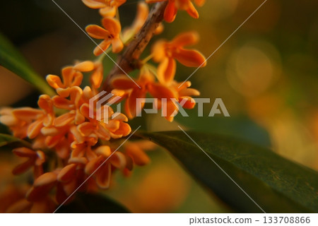 桂花特寫照片 桂花特寫照片 133708866