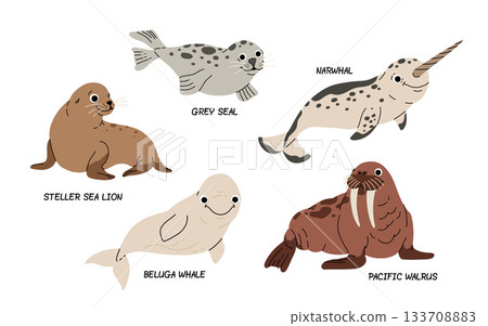 Walrus, White Whale with Narwhal and grey Seal, Beluga, Sea lion Arctic Sea Animals Set. Incredible Marine Life poster for kids. Cute marine mammals. Walrus, White Whale with Narwhal and grey Seal, Beluga, Sea lion Arctic Sea Animals Set. Incredible Marine Life poster for kids. Cute marine mammals. 133708883