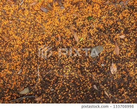 柑橘的花朵 133708998