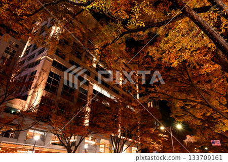 表參道夜景 表參道夜景 133709161