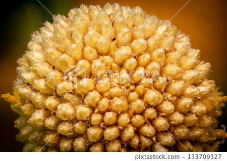 Close-up of yellow flower inflorescence with dense florets and blurrbackground Close-up of yellow flower inflorescence with dense florets and blurrbackground 133709327