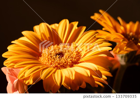 Vibrant orange gerbera daisies against dark background close-up Vibrant orange gerbera daisies against dark background close-up 133709335