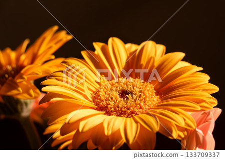 Vibrant yellow orange gerbera daisies against dark background close-up Vibrant yellow orange gerbera daisies against dark background close-up 133709337