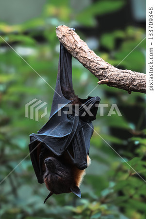 Bat hanging upside down on tree branch in natural environment Bat hanging upside down on tree branch in natural environment 133709348
