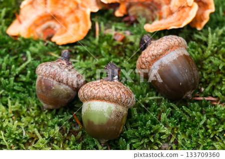 Acorns and Orange Fungi on Moss in Forest Setting Acorns and Orange Fungi on Moss in Forest Setting 133709360