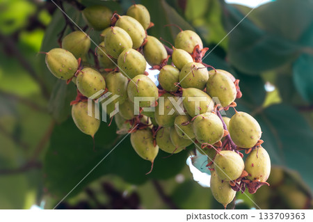 Green Oval Fruits Hanging from Tree Branch with Lush Leaves 133709363