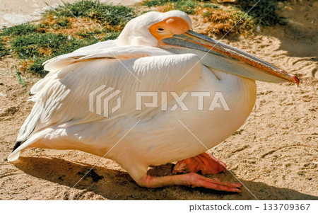 White Pelican Resting on Sand with Sunlight and Vegetation White Pelican Resting on Sand with Sunlight and Vegetation 133709367