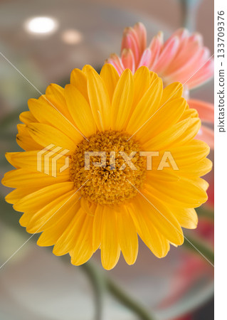 Yellow Gerbera Daisy with Pink Flower in Soft Focus Background Yellow Gerbera Daisy with Pink Flower in Soft Focus Background 133709376