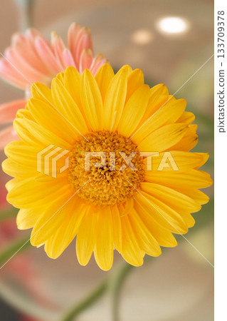 Yellow Gerbera Daisy in Bloom with Pink Flower and Green Stems 133709378