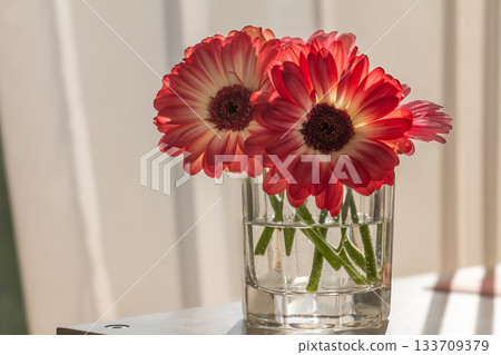 Red and White Gerbera Daisies in Glass Vase on White Surface Red and White Gerbera Daisies in Glass Vase on White Surface 133709379