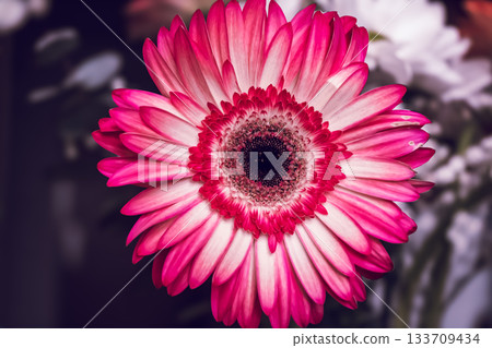 Close-Up of Pink and White Gerbera Daisy with Blurred Background 133709434